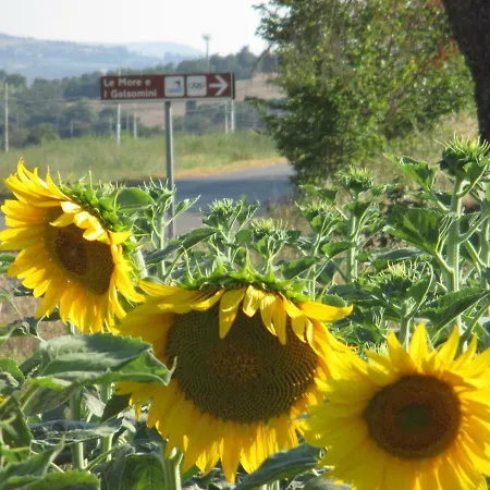 Le E I Gelsomini Lägenhetshotell Villastrada (Umbria)